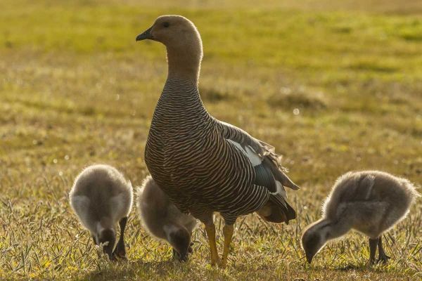 Bleaker Island Upland goose with goslings